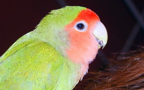 animals
