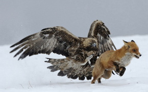 fox, animals