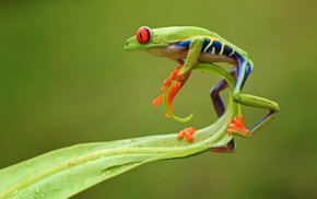 frog, animals, leaf