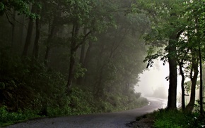 mist, road, nature, forest