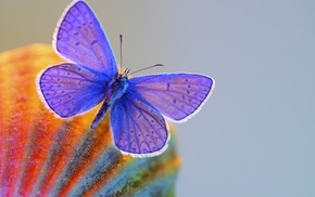 butterfly, gray background, macro, wings