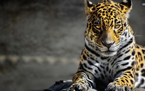 leopard, jaguars