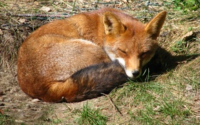 fox