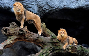 cave, animals