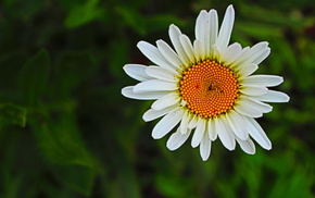 beautiful, summer, flowers