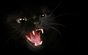 black, cat, background, predator, animals