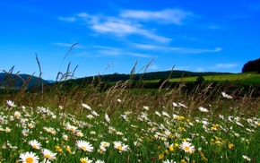 sky, nature, field, flowers