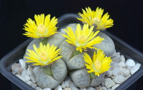 flowers, yellow