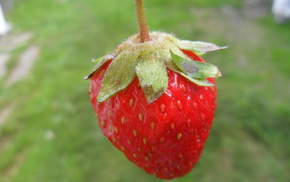 summer, nature, strawberry