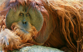 animals