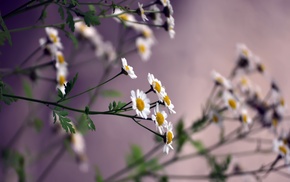 flowers, background, chamomile, nature