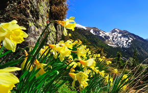 flowers, nature, photo, mountain, macro