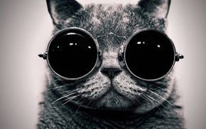 cat, black, sunglasses