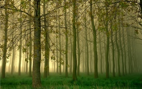 mist, nature, trees, forest