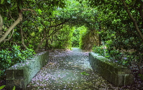 nature, forest, trees