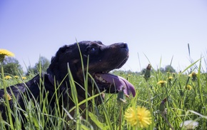tongues, dandelion, yellow flowers, animals, dog, grass