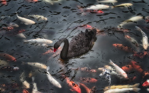 nature, animals, lake