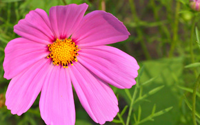 stunner, nature, flowers