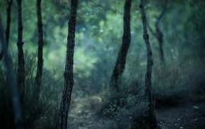 nature, forest
