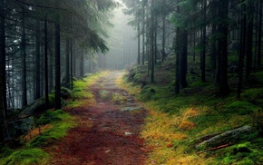 forest, road, nature, trees
