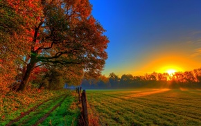 grass, leaves, nature, sky, forest