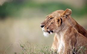 animals