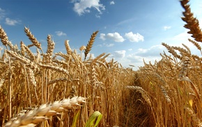 crops, wheat, field