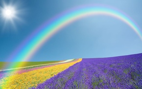 purple, yellow, flowers, rainbow, green