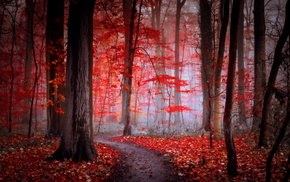 mist, nature, forest, morning, autumn