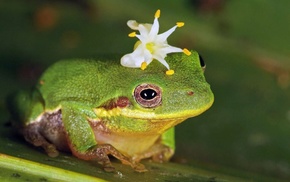 animals, flower, frog