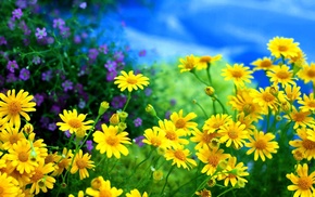 photo, nature, flowers, macro, summer