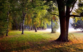 park, trees, summer, nature