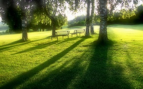 Sun, summer, park, nature