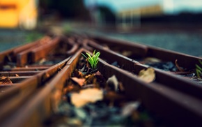 depth of field, leaves, plants