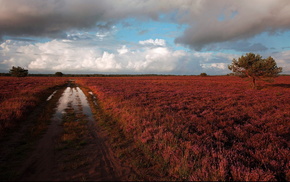 nature, road