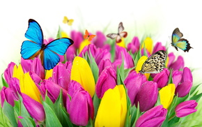 mood, tulips, flowers
