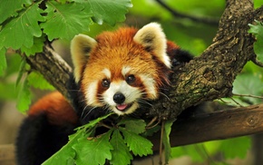 nature, red panda