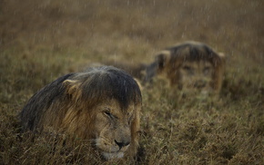 nature, rain