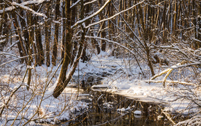 cold, ice, winter, water, forest