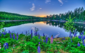 flowers, sunset, lake, reflection, nature