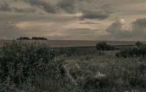 nature, field