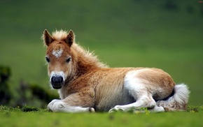 animals, grass, nature