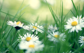 macro