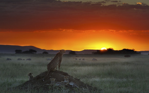 field, animals, sunset