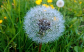 spring, flowers