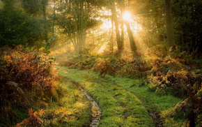 road, rays, Sun, forest, trees