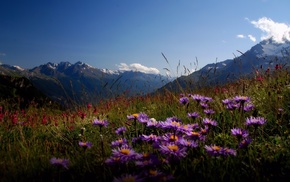 flowers, nature, mountain, valley