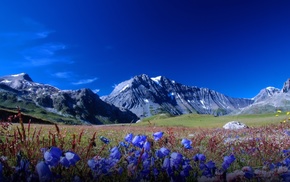 nature, sky, mountain, flowers