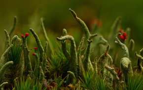 macro, grass