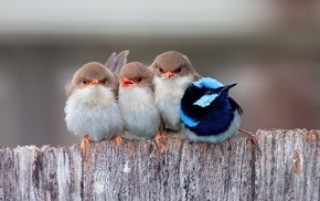 Fairy Wren, birds, fence